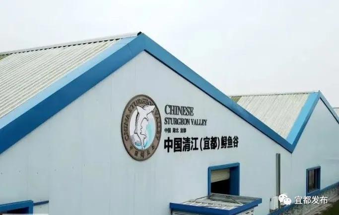 一條魚“游”出百億產(chǎn)業(yè)鏈