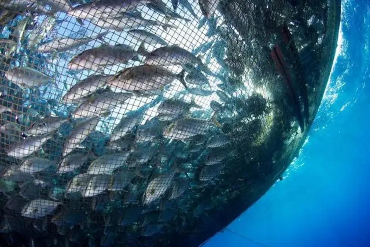 讓中國人吃上本土鮭鱒魚！自貿煙臺經海藍色種業研究院首個賦能轉化項目落地