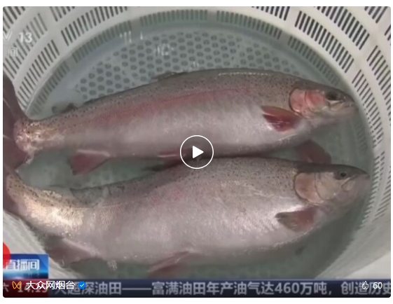 經海又雙叒上央視啦——央視鏡頭看煙臺：三文魚陸海接力海洋牧場轉場記揭秘三文魚入海前的“必修課”